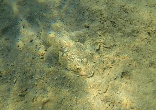 Bartail Flathead
