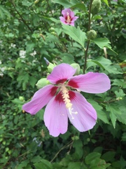 Hibiscus syriacus image