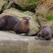 Prince of Wales River Otter - Photo (c) rolandwirth, all rights reserved, uploaded by rolandwirth