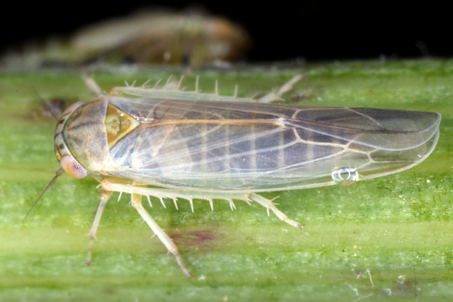 Beardsley Leafhopper (Balclutha saltuella) · iNaturalist