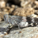 Oedipoda germanica - Photo 由 gernotkunz 所上傳的 (c) gernotkunz，保留所有權利