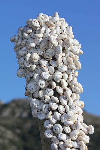 Xeropicta derbentina