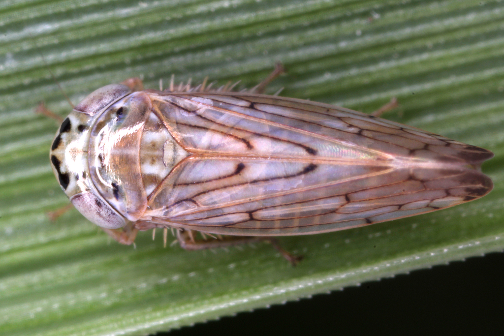 Cekenit Insect Cechenotettix quadrinotatus from Robion, Frankreich on August 2, 2010 ...