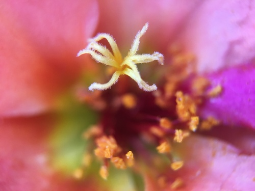 moss rose