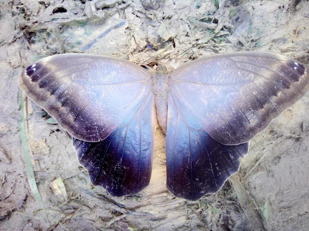 Dark Owl-Butterfly (Caligo brasiliensis) · iNaturalist