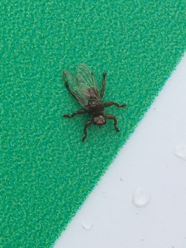 iNaturalist observation photo of Louse Flies