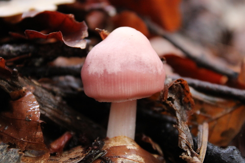 Rosy Bonnet