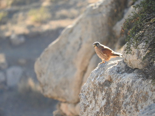 Eurasian Kestrel