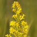 Bog Goldenrod - Photo (c) David Beadle, all rights reserved, uploaded by David Beadle