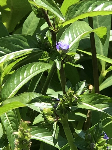 oneflower false fiddleleaf (Hydrolea uniflora)