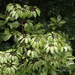 Sciodaphyllum pittieri - Photo (c) Eric Knight, all rights reserved