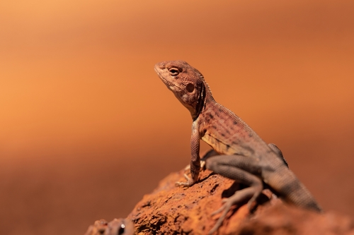 Ctenophorus caudicinctus (Günther, 1875)