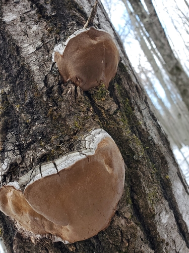 Drebulinė kempinė nuotrauka