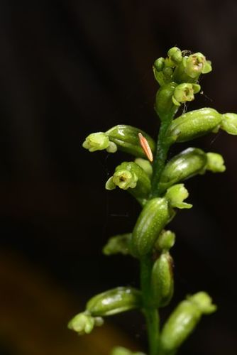Benthamia africana · iNaturalist