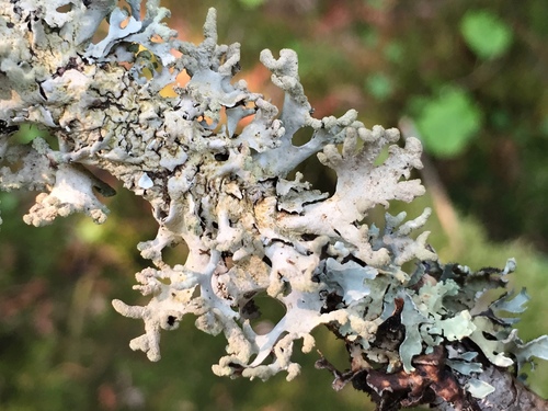 Powdered Loop Lichen