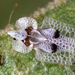 Eastern Sycamore Lace Bug - Photo (c) gernotkunz, all rights reserved, uploaded by gernotkunz