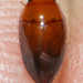 Burrowing Water Beetles - Photo (c) Owen Ridgen, all rights reserved, uploaded by Owen Ridgen
