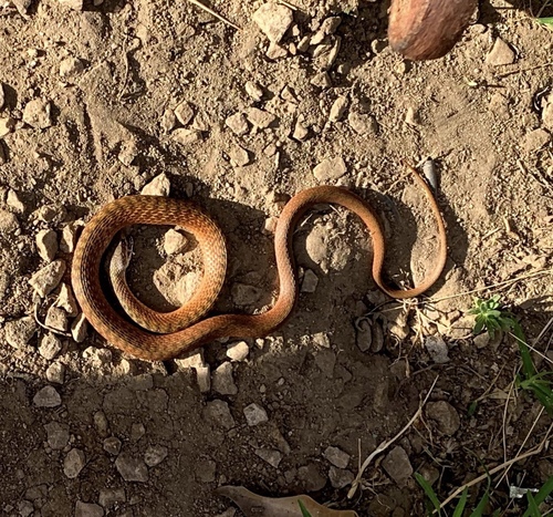 Brown Tree Snake sighting