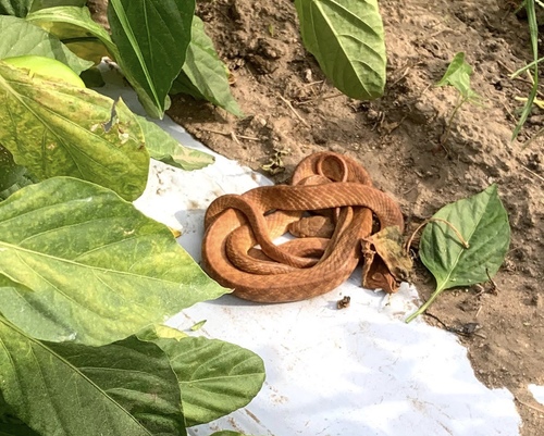 Brown Tree Snake sighting