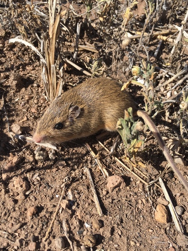 Hispid Pocket Mouse