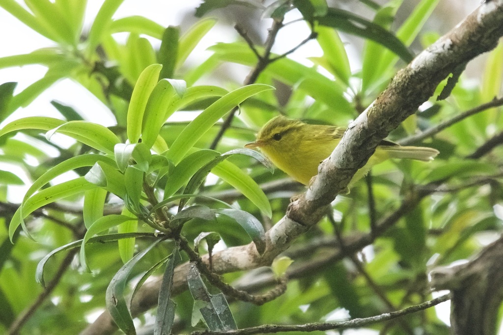 Hainan Leaf Warbler (Phylloscopus hainanus) photo