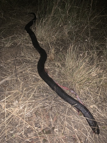 Blue-bellied Black Snake sighting