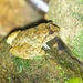 Fragile Wart Frog - Photo (c) HUANG QIN, all rights reserved, uploaded by HUANG QIN
