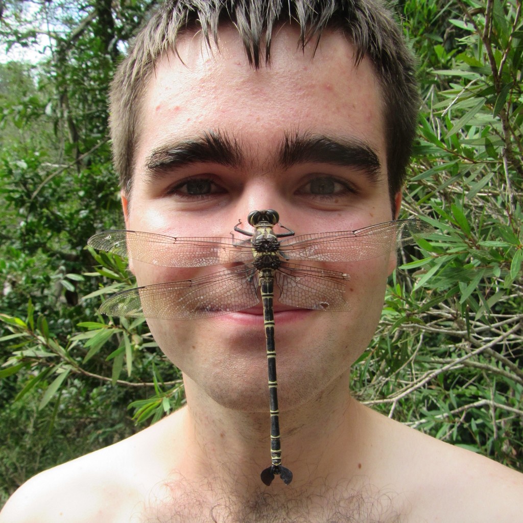 Giant Petaltail in March 2018 by Matthew Connors. I present to you: the ...