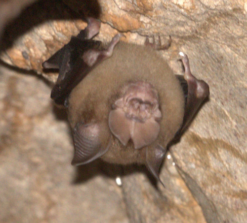 Shield-nosed Roundleaf Bat (Hipposideros scutinares) — Vulnerable Mammalia