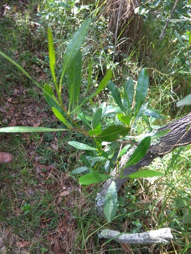 Ardisia sapida image