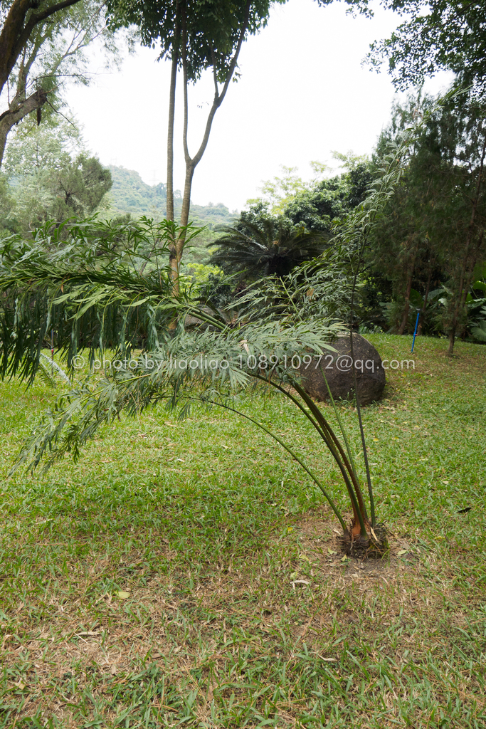 Cycas multipinnata · iNaturalist