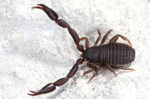 Rhacochelifer peculiaris