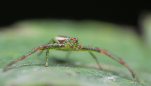 Rudasis lapavoris nuotrauka