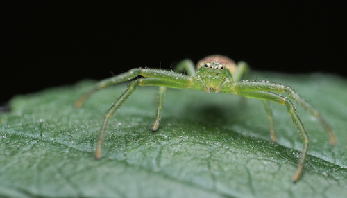 Rudasis lapavoris nuotrauka