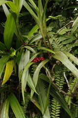 Ornithidium fulgens image