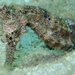 Observation photo