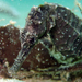 Observation photo