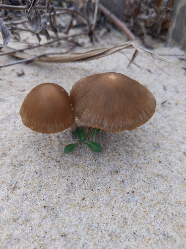 Beach Brittlestem