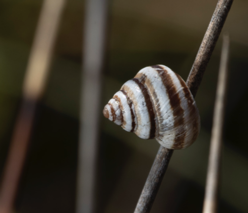 Cochlicella conoidea
