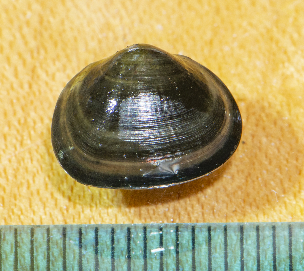 Genus Sphaerium · iNaturalist