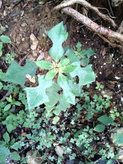 Euphorbia heterophylla image