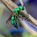 Chrysis smaragdula - Photo (c) Sharon Watson, all rights reserved, uploaded by Sharon Watson