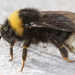 Bohemian Cuckoo-Bumble Bee - Photo (c) gernotkunz, all rights reserved, uploaded by gernotkunz