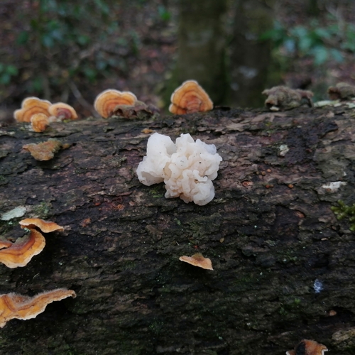 Naematelia microspora
