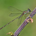 Eastern Willow Spreadwing - Photo (c) Alexandro Minicò, all rights reserved, uploaded by Alexandro Minicò