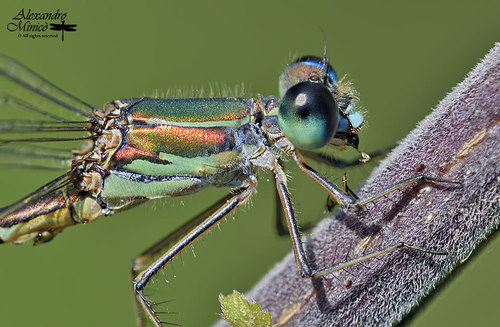 Eastern Willow Spreadwing