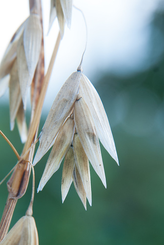 Naked Oat (Avena nuda)