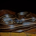 Striped Litter Snake - Photo (c) Dauner Alvarado, all rights reserved, uploaded by Dauner Alvarado