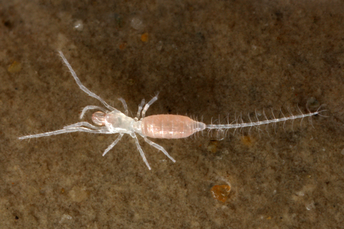 Eukoenenia austriaca