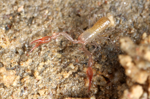 Roncus carinthiacus · iNaturalist